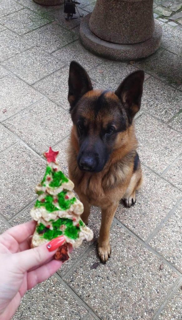 darilo, Ziko, nemški ovčar